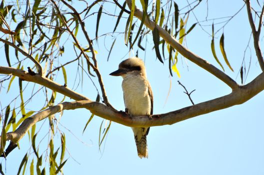 Kookaburra sitting on a gum tree branch