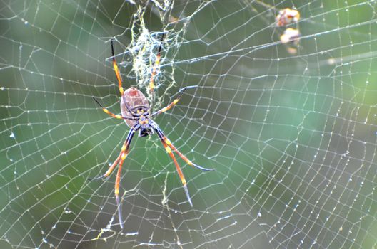 Underside of a large Golden Orb Weaving Spider on her web
