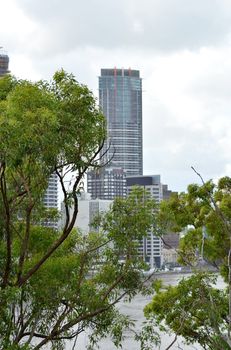 A Brisbane city skyscraper framed by trees