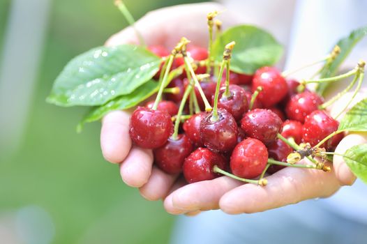 cherries in woman hands