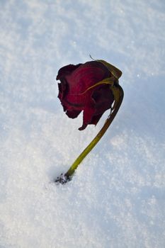 Photo of a flower of a rose filled up by snow