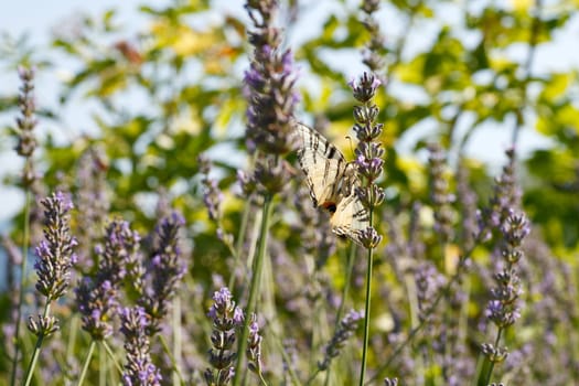 Old World Swallowtail on lavender flowers in bloom