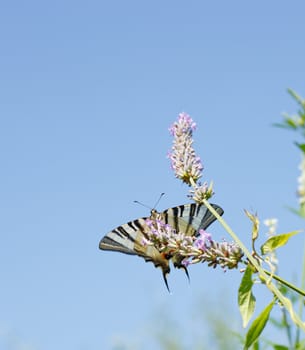 Old World Swallowtail on lavender flowers in bloom