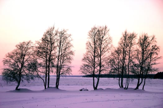 winter landscape with a hint of lavender. Trees