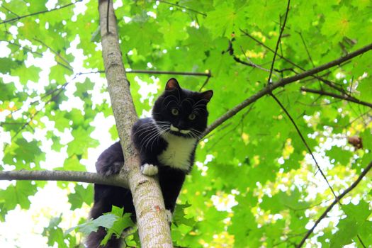  Black and white Funny cat is sitting on a tree like a bird