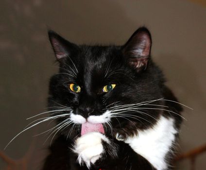 cat licking its paw with white long mustache