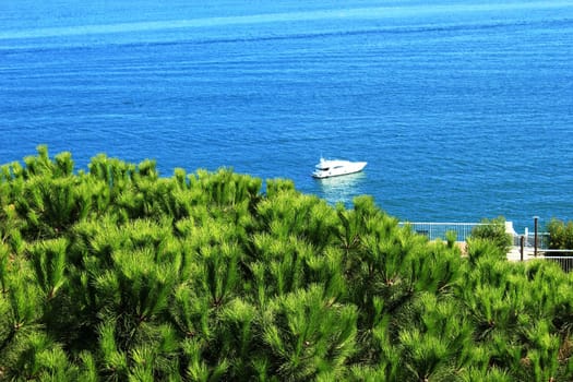 view to the sea through a beautiful spruce