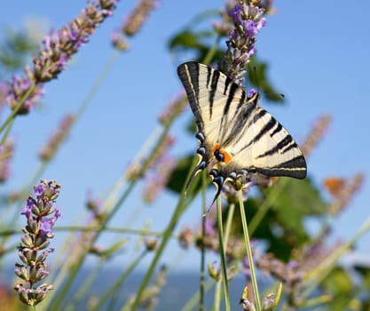 Old World Swallowtail on lavender flowers in bloom