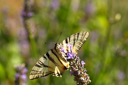 Old World Swallowtail on lavender flowers in bloom