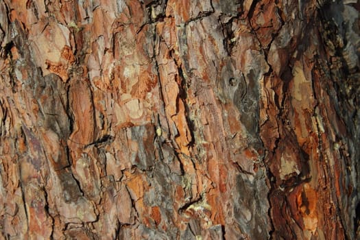 Background of pine bark