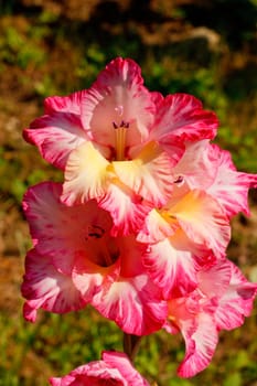 Close up of nice flowers in the spring season