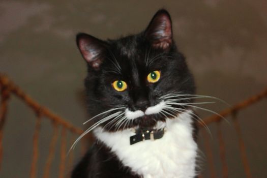 Portrait of black and white cat with long mustache