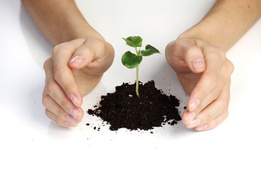 young plant cover their hands on a white background