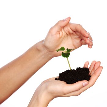  plant in the women hands on a white background