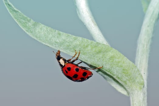 Colorful ladybug with green leaves form a contrast and very beautiful