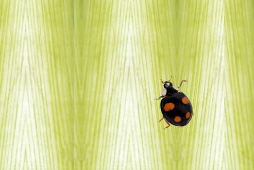 Colorful ladybug with green leaves form a contrast and very beautiful