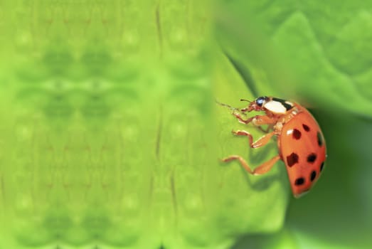 Colorful ladybug with green leaves form a contrast and very beautiful