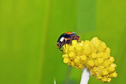 Colorful ladybug with green leaves form a contrast and very beautiful