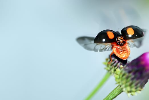 Colorful ladybug with green leaves form a contrast and very beautiful