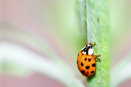 Colorful ladybug with green leaves form a contrast and very beautiful