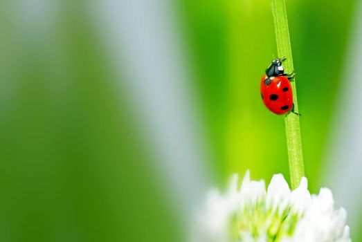 Colorful ladybug with green leaves form a contrast and very beautiful