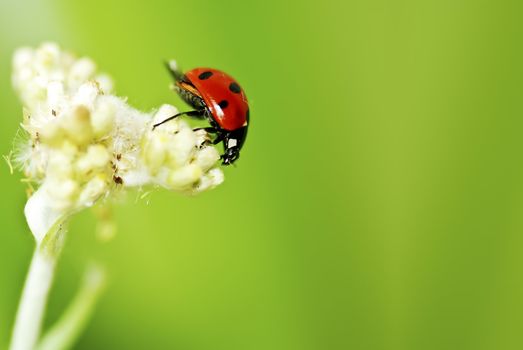 Colorful ladybug with green leaves form a contrast and very beautiful