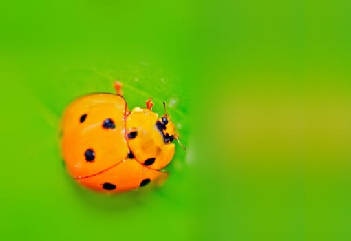 Colorful ladybug with green leaves form a contrast and very beautiful