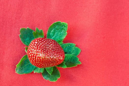 Red strawberry surrounded by green leaves isolated on red cloth background.