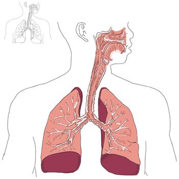 Respiratory system and Actinomycosis in humans. Vector illustration.