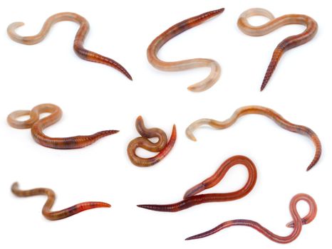 Animal earthworm on white background