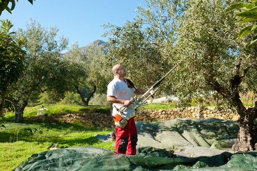 Agricultural worker at olive harvest, using a shaker tool