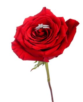 A diamond engagement ring resting in a red rose, isolated against a white background.