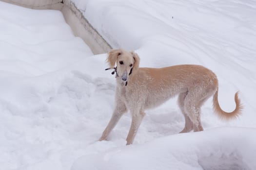 White hound pup in a winter park
