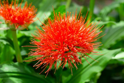 flowering Scadoxus puniceus, ,Paintbrush Lily