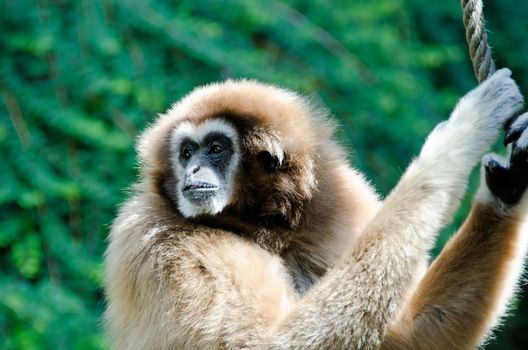 the gibbon