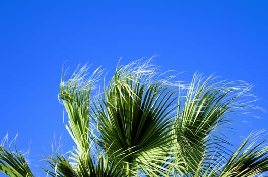 palm leaves in the wind