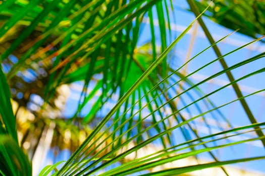 Palm leaves in front of blue sky