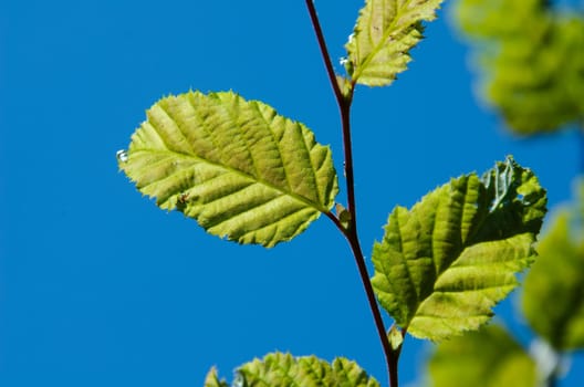 green leaves