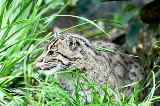 the fishing cat