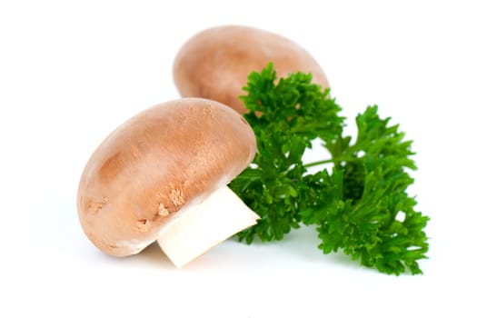 Champignon mushroom with green parsley leaves,  isolated on white background