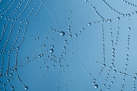 the spider web