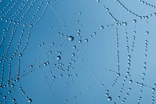 the spider web