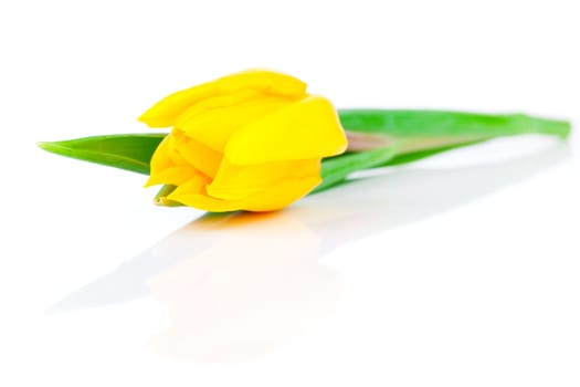 yellow tulips isolated on white background