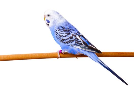budgerigar on branch isolated on white background