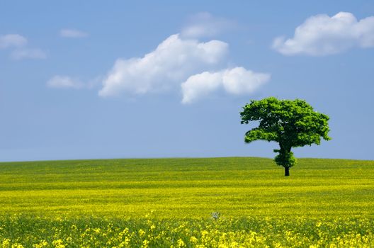 rape field and tree