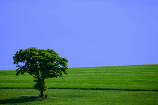 green tree in the fields