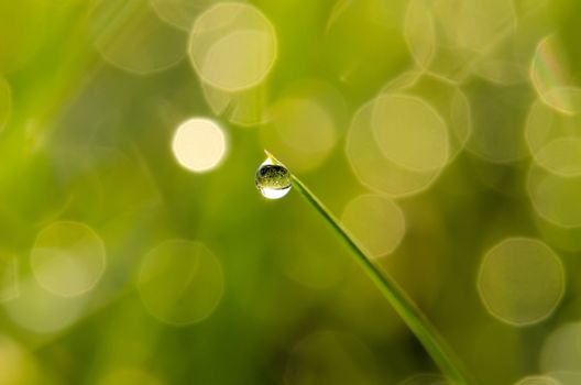 the dewdrop