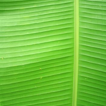 Banana leaf background with lines