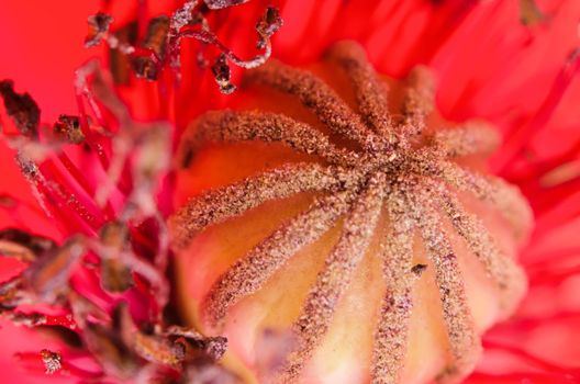 pistil  of Poppy