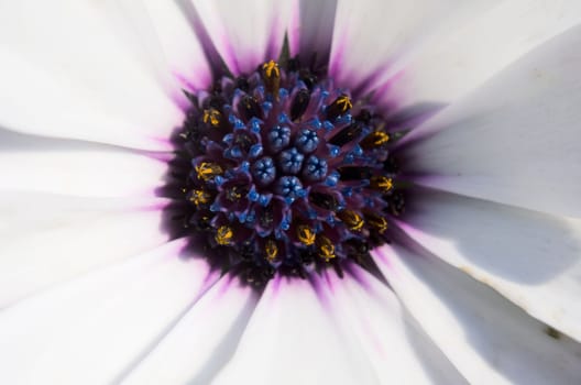 inside a flower